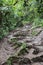 Waikamoi Nature Trail, a muddy path, filled with tree roots, through a rainforest in Haiku, Maui