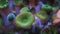 WAIKIKI, HI, USA-JAN, 12, 2015: close up of a colony of green zoanthid polyps in an aquarium