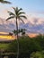 Waikoloa, Hawaii sunset palm tree
