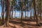 Waimanalo Beach in Hawaii through the ironwood trees