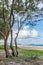Waimanalo Beach and an island on Oahu, Hawaii as seen through the ironwood trees