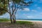 Waimanalo Beach and an island on Oahu, Hawaii as seen through the ironwood trees