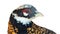 Waist Portrait of Reeve\\\'s Pheasant