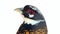 Waist Portrait of Reeve\\\'s Pheasant