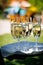 A waiter serves a tray of champagne glasses to a cheerful crowd of guests at a garden party