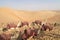 Waiting Camels in orange sand of dersert of Abu Dhabi, UAE.  Laying dromedaries with traditional blankets in Abu Dhabi