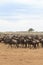 Waiting for the crossing. Big herds of ungulates on the shore. Mara river. Kenya, Africa