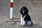 Waiting dog tied at at red and white post