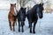 Waiting friesian horses in winter