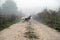 Waiting Lonely Dog at foggy rural path