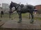 Waiting: The monument to the Liverpool working horse. Created by equine sculptor Judy Boyt, the