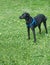 Waiting for my master. A black canine standing in the outdoors.