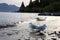 The Wakatipu lake seagull