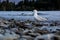 The Wakatipu lake seagull