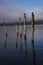 The Wakatipu lake seagull