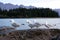 The Wakatipu lake seagull