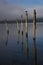 The Wakatipu lake seagull