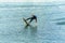 Wakeboarder jumps from a springboard behind a rope and makes a wave on the water