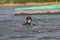 Wakeboarding. Girl wakeboarder falls into the water after an unsuccessful jump