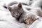 Wakeful, playful gray kitten tries to wake up sleeping stripped cat. Kittens are resting at cozy home interior. Couple fluffy