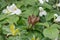 Wakerobin Trillium species with white, red and yellow inflorescences