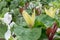 Wakerobin Trillium species, white, yellow and red flowering plants