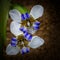 Waking Iris, Neomarica caerulea, on black background, top view