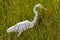 Wakodahatchee Wetlands in Delray Beach