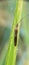 Walang sangit Leptocorisa oratorius is an insect which is an important pest in rice plants.