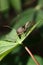 Walang sangit perched on cassava leaves