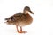 Wald mallart duck isolated on white background