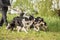 Wald with many dogs on a leash. A lot of boerder collies