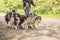 Wald with many dogs on a leash. A lot of boerder collies