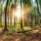 Wald panorama, creative digital illustration, nature, landscapes