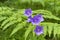 Wald peachleaf bellflower blau lila Blumen auf dichten Farn hintergrund