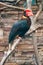 Walden`s hornbill also known as rufous-headed hornbill