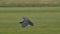 Waldrapp, Hermit Ibis, Geronticus eremita, bird in flight in slow motion