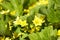 Waldsteinia ternata, golden strawberry close-up. Green perennial in the garden