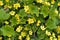 Waldsteinia ternata, golden strawberry close-up. Green perennial in the garden