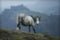 Wales Castle Horse