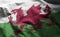 Wales Flag Rumpled Close Up