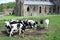 Wales - Ruins of Tintern Abbey with cows - village of Tintern