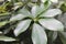 walisongo plant that has many benefits