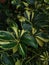 Walisongo variegata plants that grow