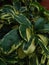 Walisongo variegata plants that grow