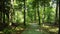 Walk along the avenue in the park, camera movement on the treetop