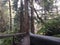 A walk along a bridge among the Redwood trees in California