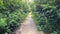 Walk along a footpath through a green deciduous forest on a sunny summer day