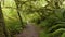 Walk along path among trees overgrown with moss