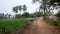 A walk along a road along rice fields in India, first-person view